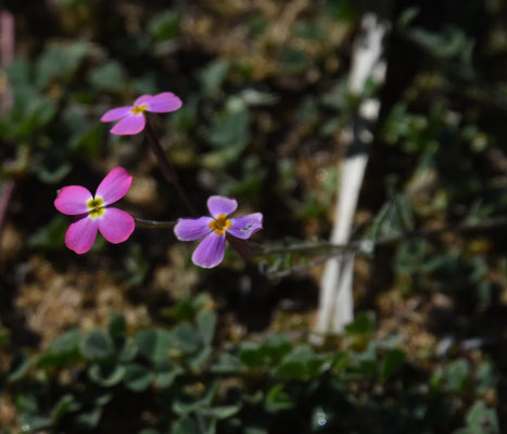Malcolmia spec.
