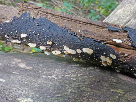 Simocybe haustellaris (rubi) - Gewoon matkopje