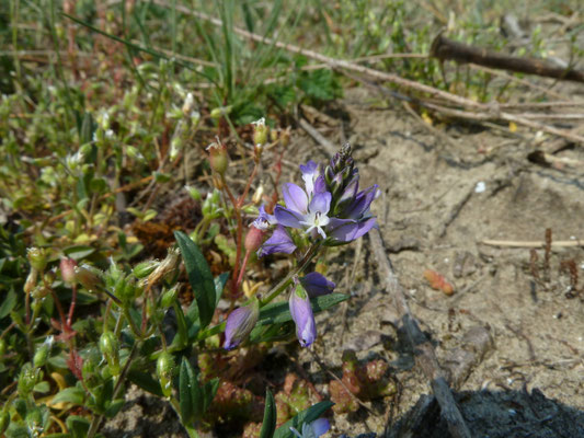 Polygala vulgaris - Gewone vleugeltjesbloem
