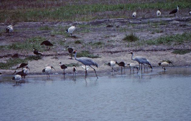 Brolga, Australian White Ibis, Straw-necked Ibis