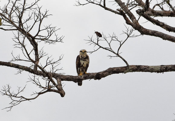 Gray-lined Hawk