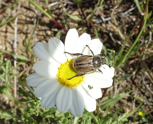 Blitopertha lineolata