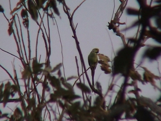 Psittacula krameri - Rose-ringed Parakeet