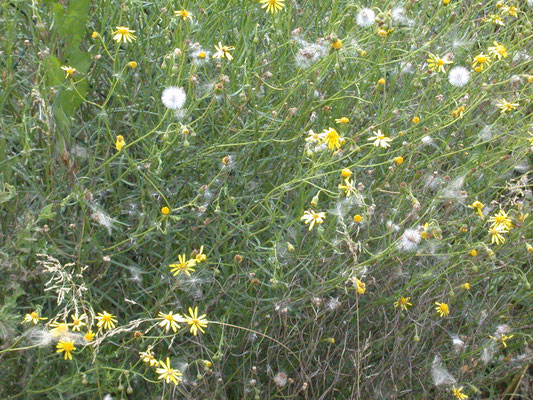 Senecio inaequidens - Bezemkruiskruid