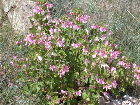 Ononis rotundifolia