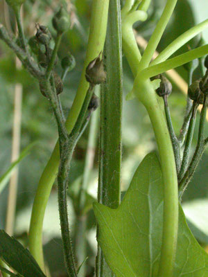 Scrophularia umbrosa - Gevleugeld helmkruid