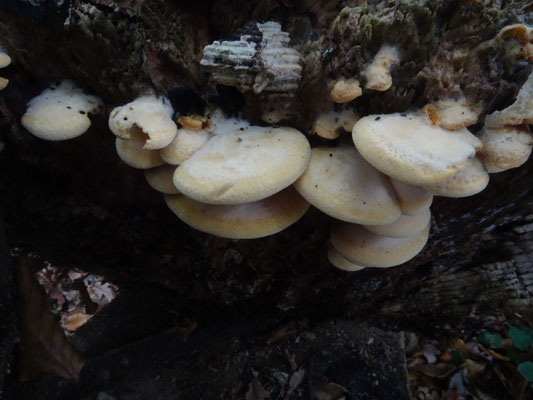 Phyllotopsis nidulans - Oranje oesterzwam
