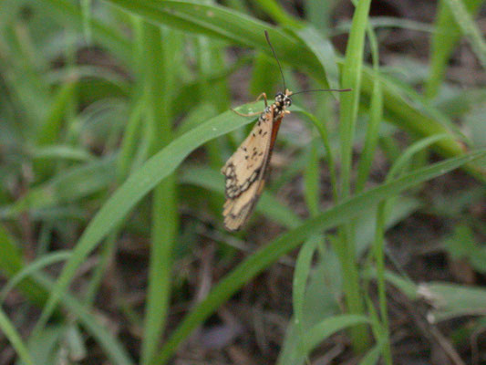 Acraea eponona