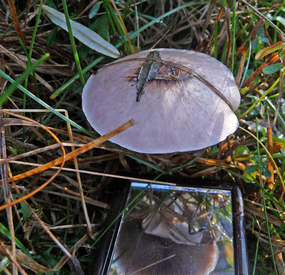 Agaricus semotus - Wijnkleurige champignon