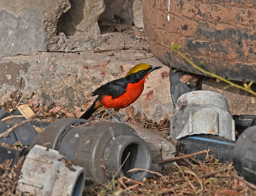 Laniarius barbarus - Common Gonolek (Yellow-crowned G.)