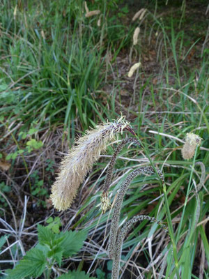 Carex pendula - Hangende zegge