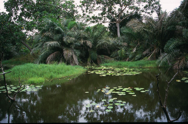 Abuko Nature Reserve