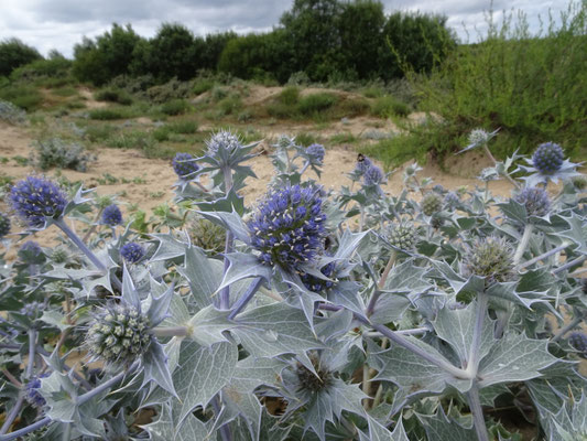 Eryngium maritimum - Blauwe zeedistel