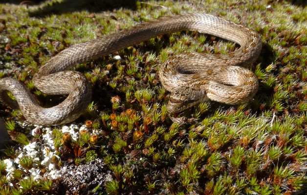 Coronella girondica