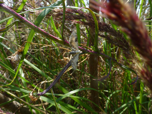 Eupithecia centaureata - Zwartvlekdwergspanner