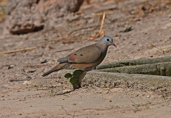 Turtur afer - Blue-spotted Wood-Dove