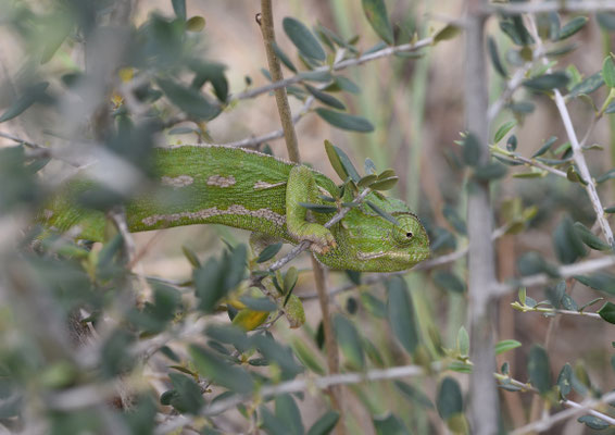 Mediterrane kameleon