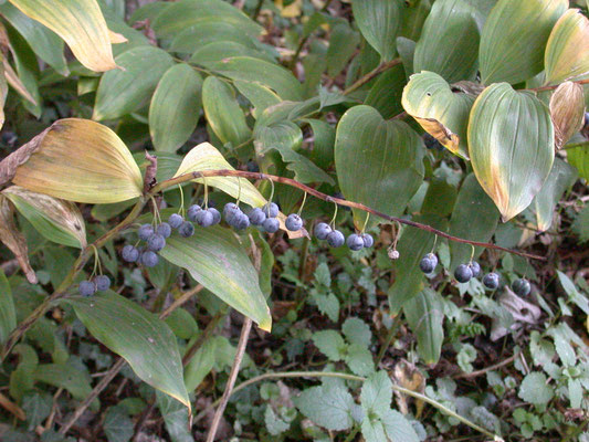Polygonatum odoratum - Duinsalomonszegel