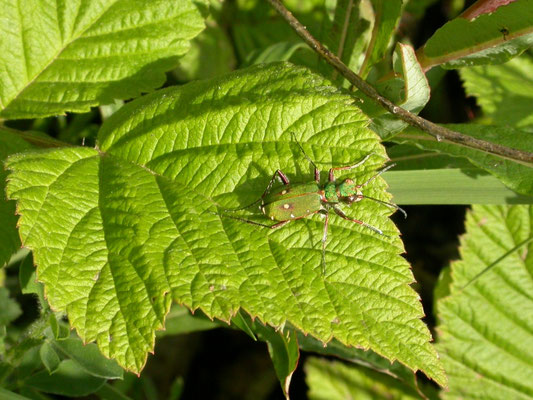 Cicindela campestris