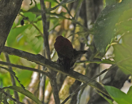 Blood-colored Woodpecker, parend