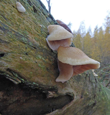 Crepidotus mollis - Week oorzwammetje