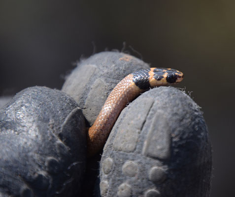 Roth's Dwarf Racer (Eirenis rothi)  