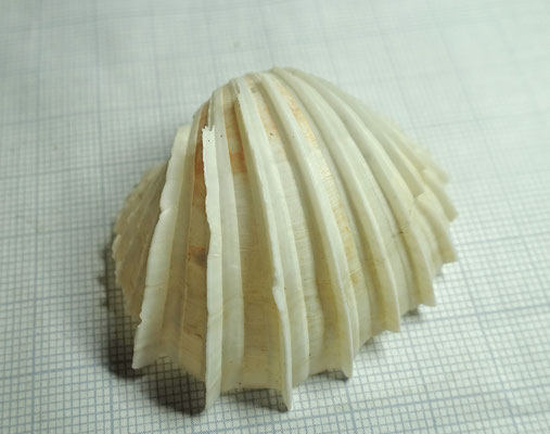 Senilia senilis