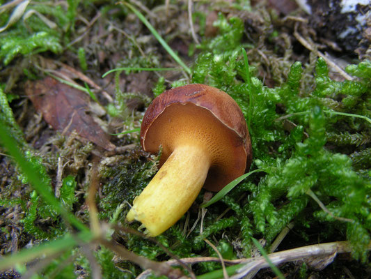 Chalciporus piperatus - Peperboleet