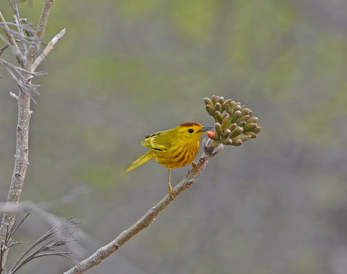 Yellow Warbler