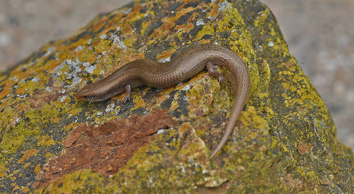 Iberische Skink