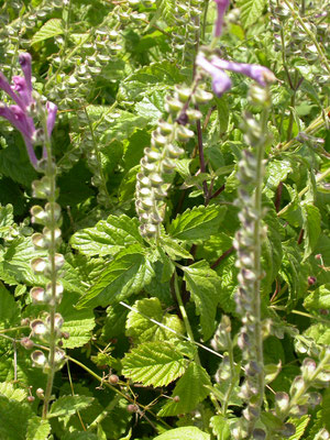 Scutellaria columnae - Trosglidkruid