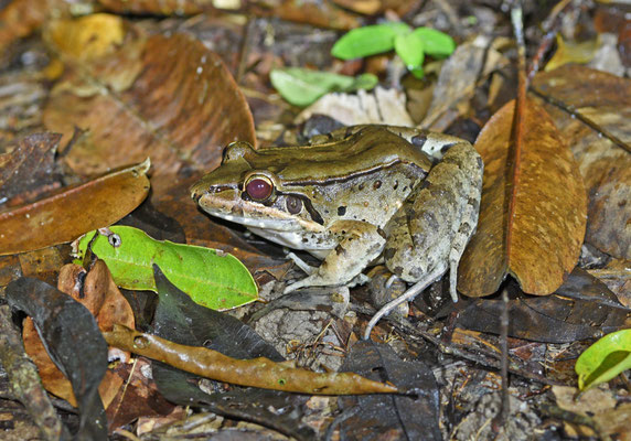 Lepotodactylus pentadactylus