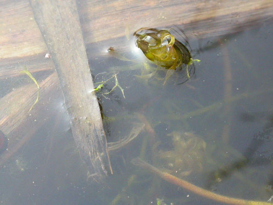 Elodea nuttallii - Smalle waterpest