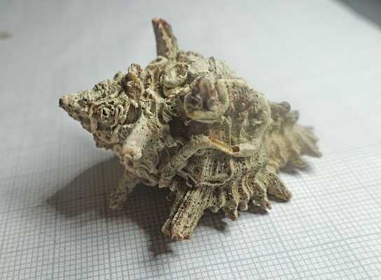 Volegalea cochlidium