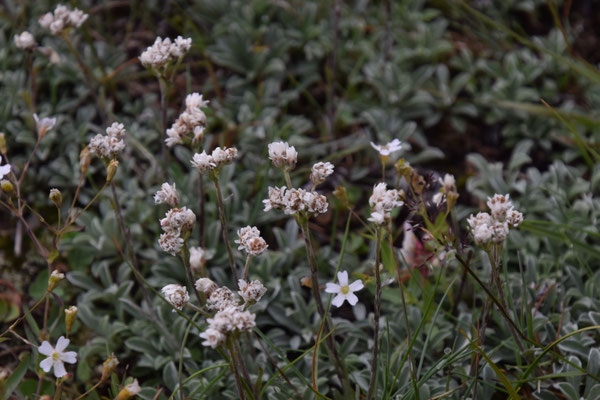 Antennaria dioica - Rozenkransje
