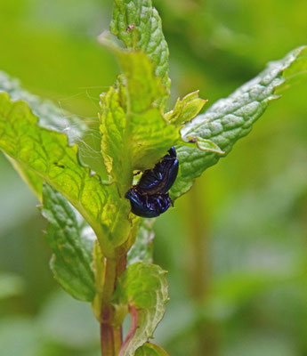 Chrysolina coerulans - Blauwe munthaan