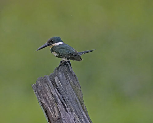 Green Kingfisher