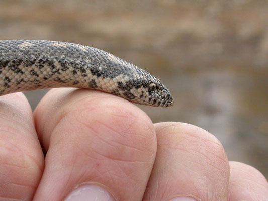 Zandboa (Eryx jaculus)