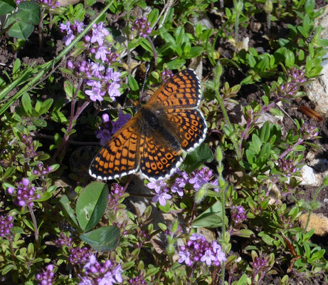 Melitaea cinxia - Veldparelmoervlinder
