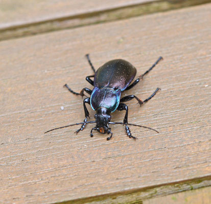Carabus nemoralis - Tuinschallebijter
