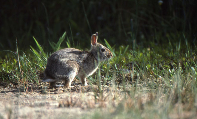 Eastern Cottontail