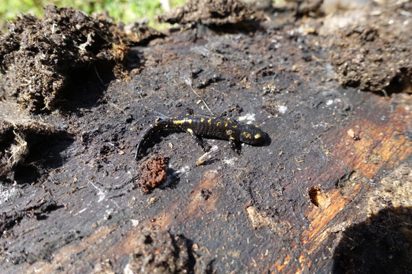 Vuursalamander