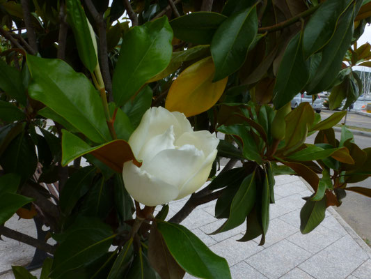 Magnolia grandifolia - Grootbloemige magnolia