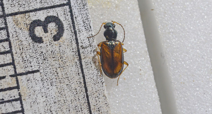 Bembidion testaceum - Roodbruine priemkever
