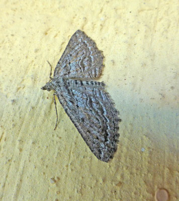  Eupithecia millefoliata - Duizendbladdwergspanner