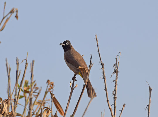 Arabische buulbuul