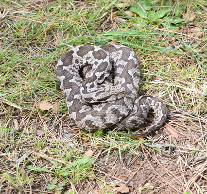 Ottomaanse Adder