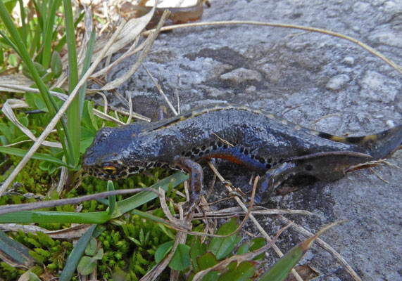 Alpenwatersalamander (Ichthyosaura alpestris)