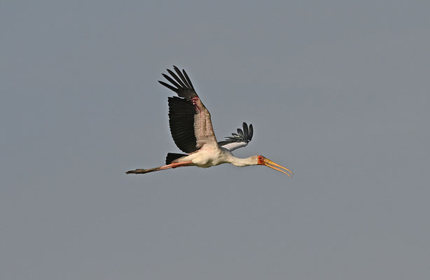 Mycteria ibis - Yellow-billed Stork