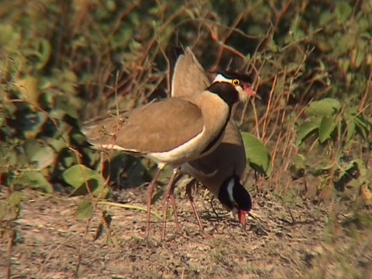 Vanellus tectus - Black-headed Plover (B-headed Lapwing)